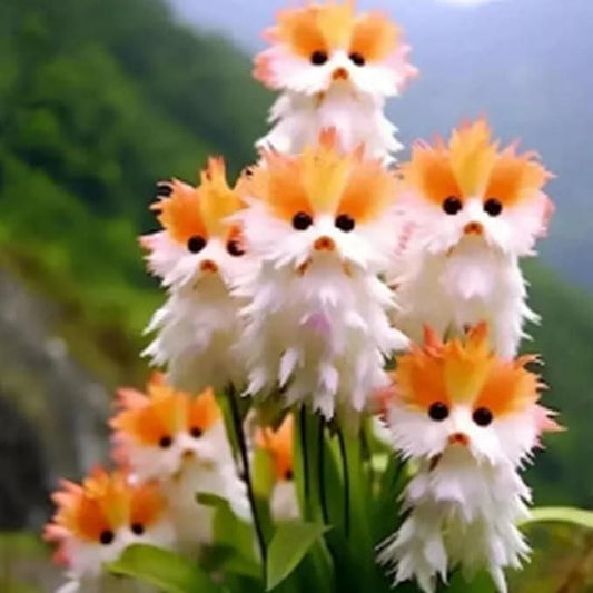 Cat Eye Dazzle Seeds + Plant Growth Serum Free