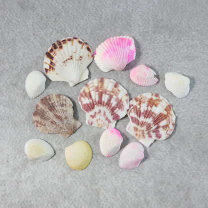 Natural Decorative Sea Shells Set (1 Set) - Zidbik