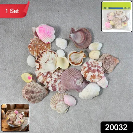 Natural Decorative Sea Shells Set (1 Set) - Zidbik