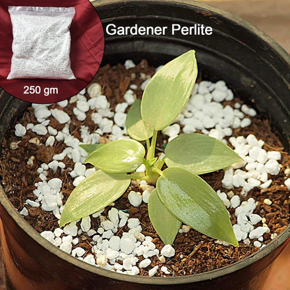Paradise Perlite For Hydroponics Amp Horticulture Terrace Gardening Soil Conditioner (250 Gm) - Zidbik