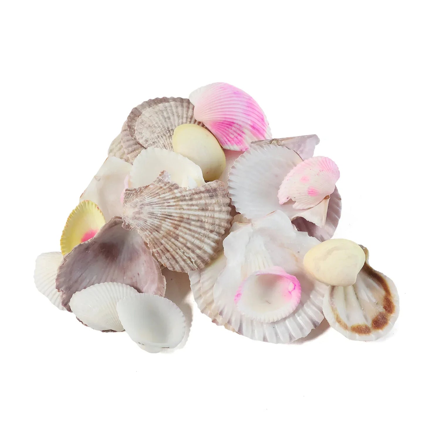 Natural Decorative Sea Shells Set (1 Set) - Zidbik