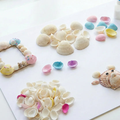 Decorative Seashells Set (1 Set) - Zidbik